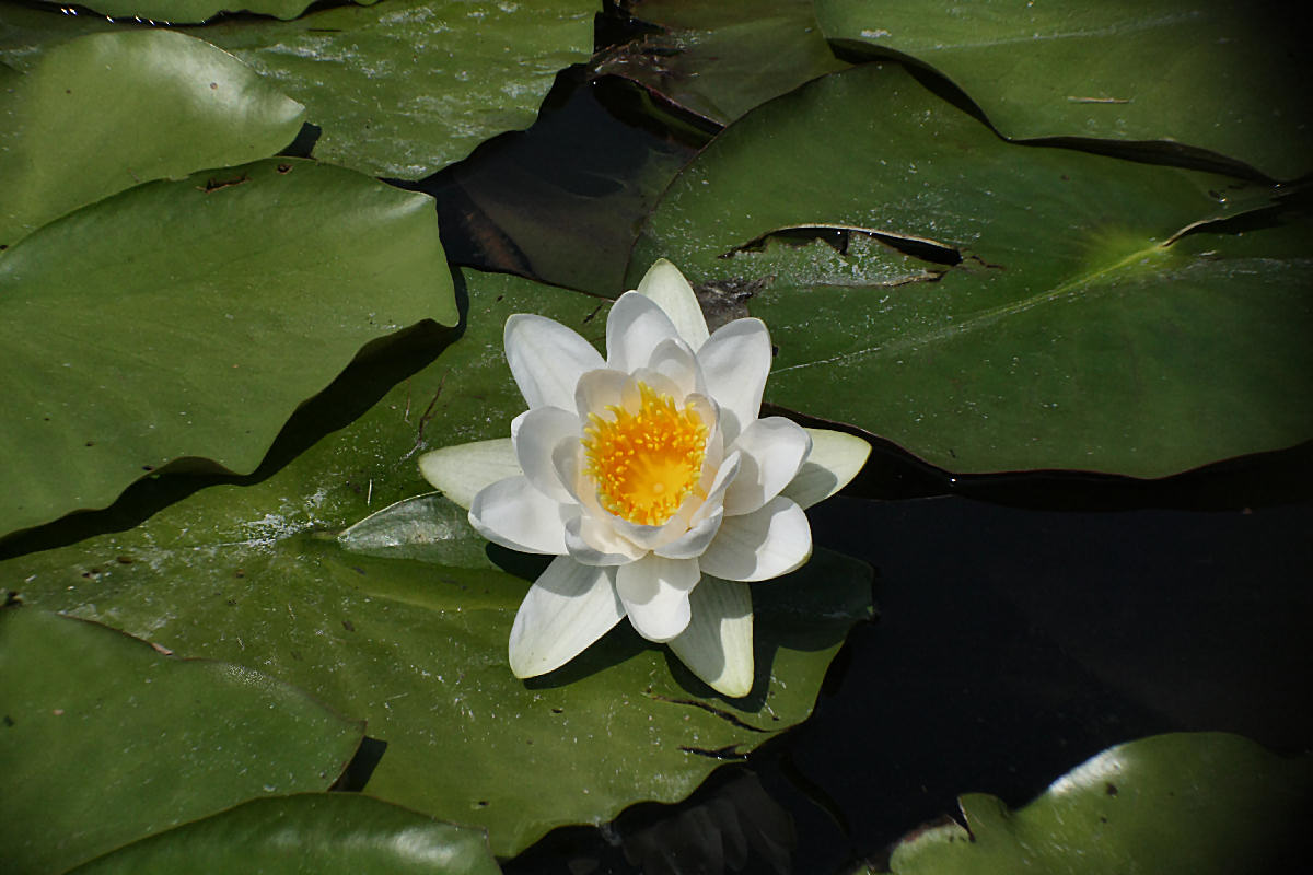 Nymphaea alba